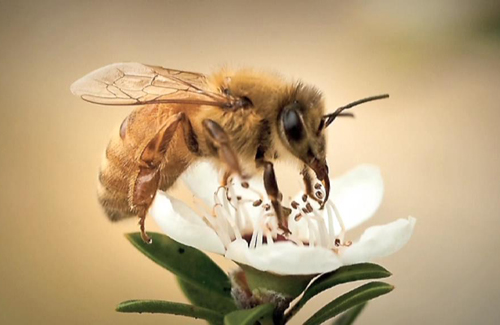 进口蜂蜜8.jpg 进口蜂蜜8.jpg